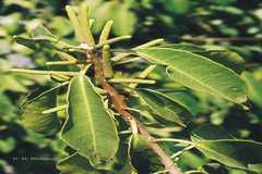 Excoecaria agallocha